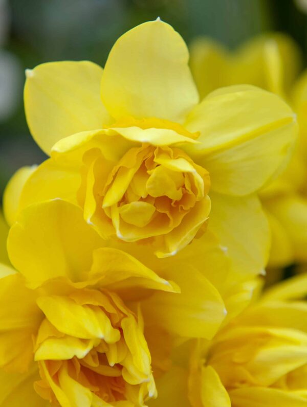 Narcissus Golden Delicious
