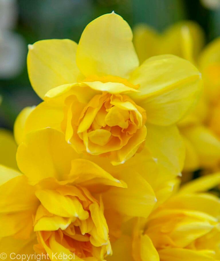 Narcissus Golden Delicious