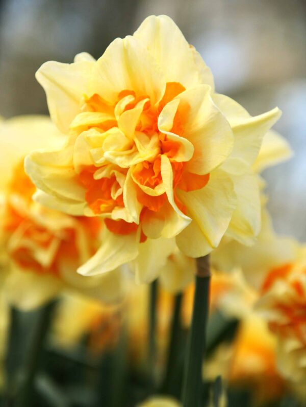 Narcissus Peach Cobbler