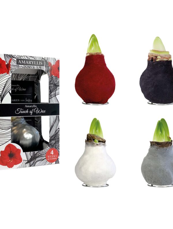 FA/01 mixed colours in carton gift box / red flower