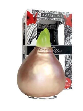 ToW Celebration pearl rosé-gold