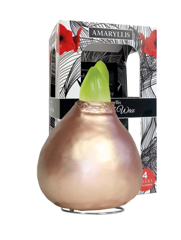 ToW Celebration pearl rosé-gold