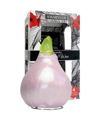 ToW Celebration pearl pink