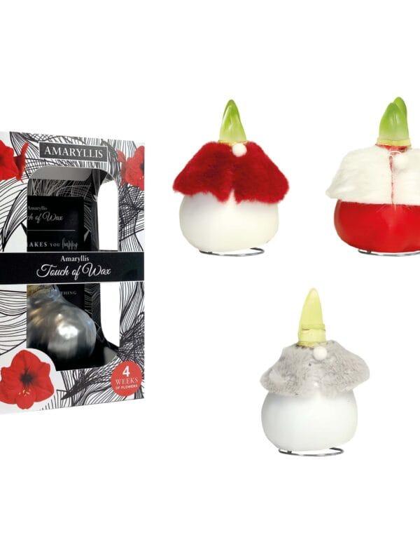 DR/03 mixed colours in carton gift box / red flower