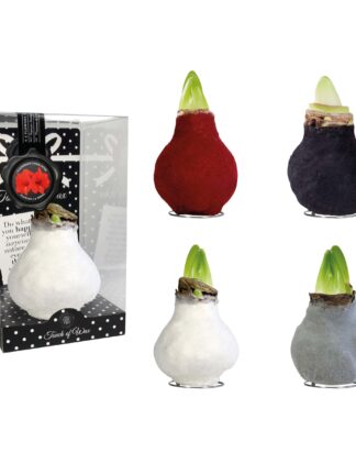 FA/01 mixed colours in PET gift box / red flower