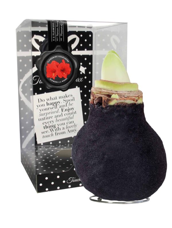 ToW Fashion black