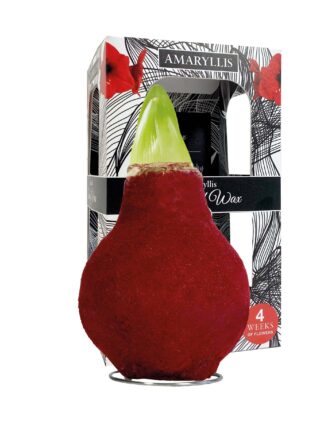 ToW Fashion bordeaux