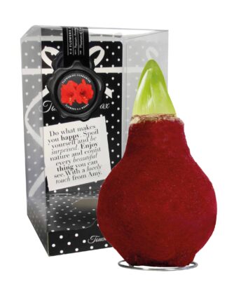 ToW Fashion bordeaux