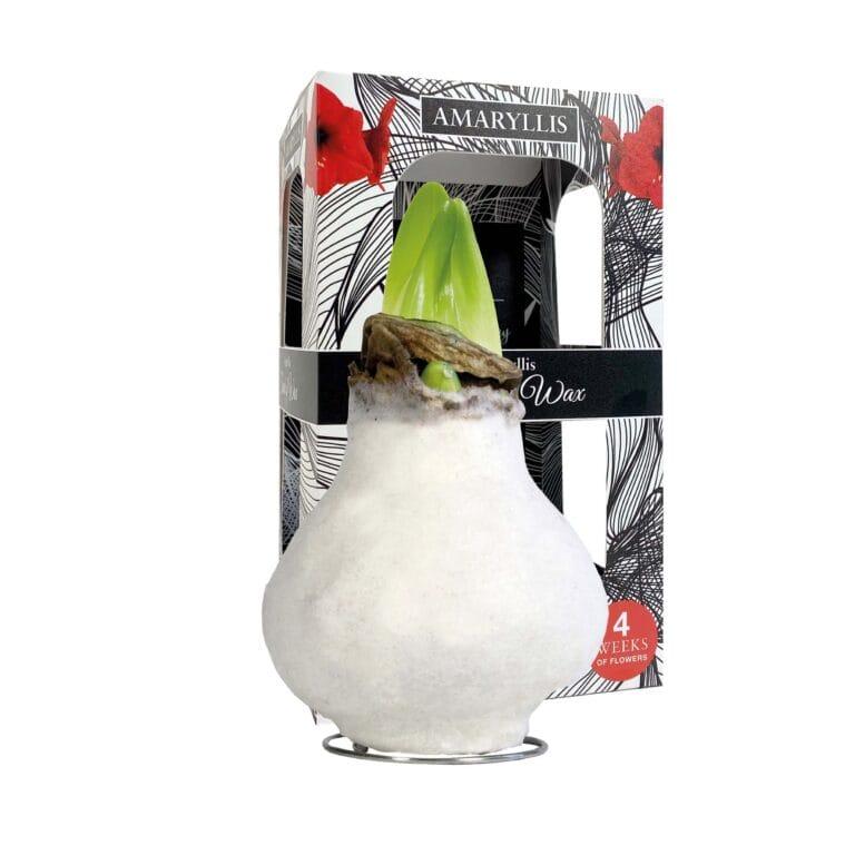 ToW Fashion white