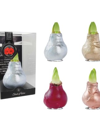 GL/01 mixed colours in PET gift box / red flower