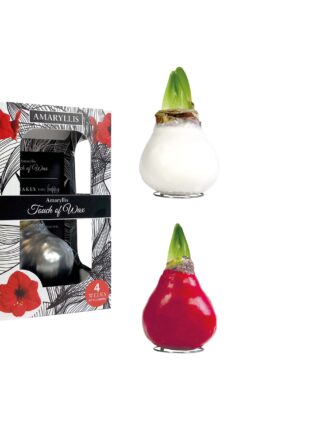 GL/02 mixed colours in carton gift box / red flower