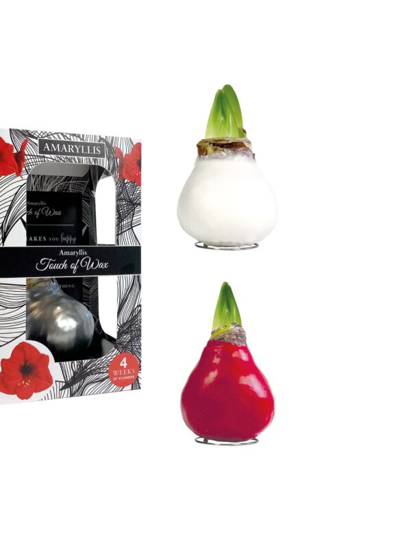 GL/02 mixed colours in carton gift box / red flower