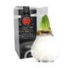 ToW Gloss white