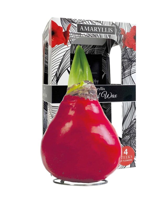 ToW Gloss X-mas red