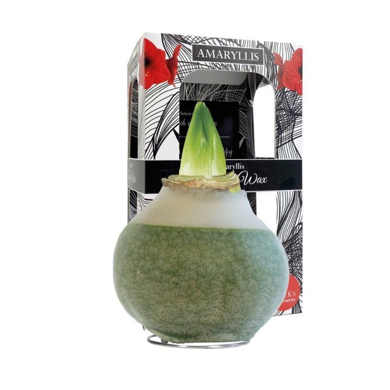 ToW Lace olive