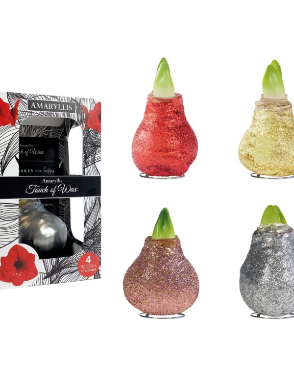 MA/03 mixed colours in carton gift box / red flower - BIO