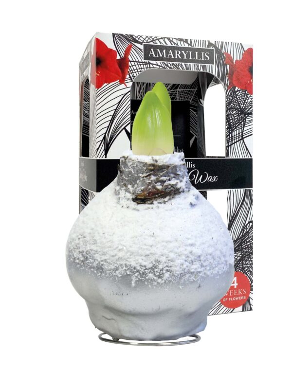 ToW Snow silver