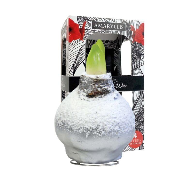 ToW Snow silver