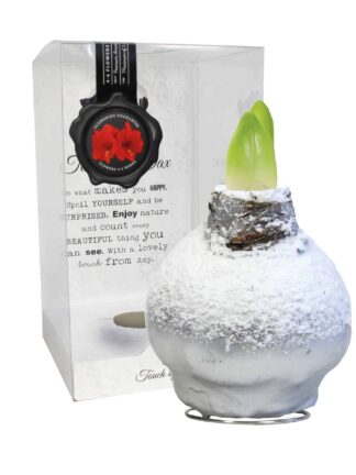 ToW Snow silver