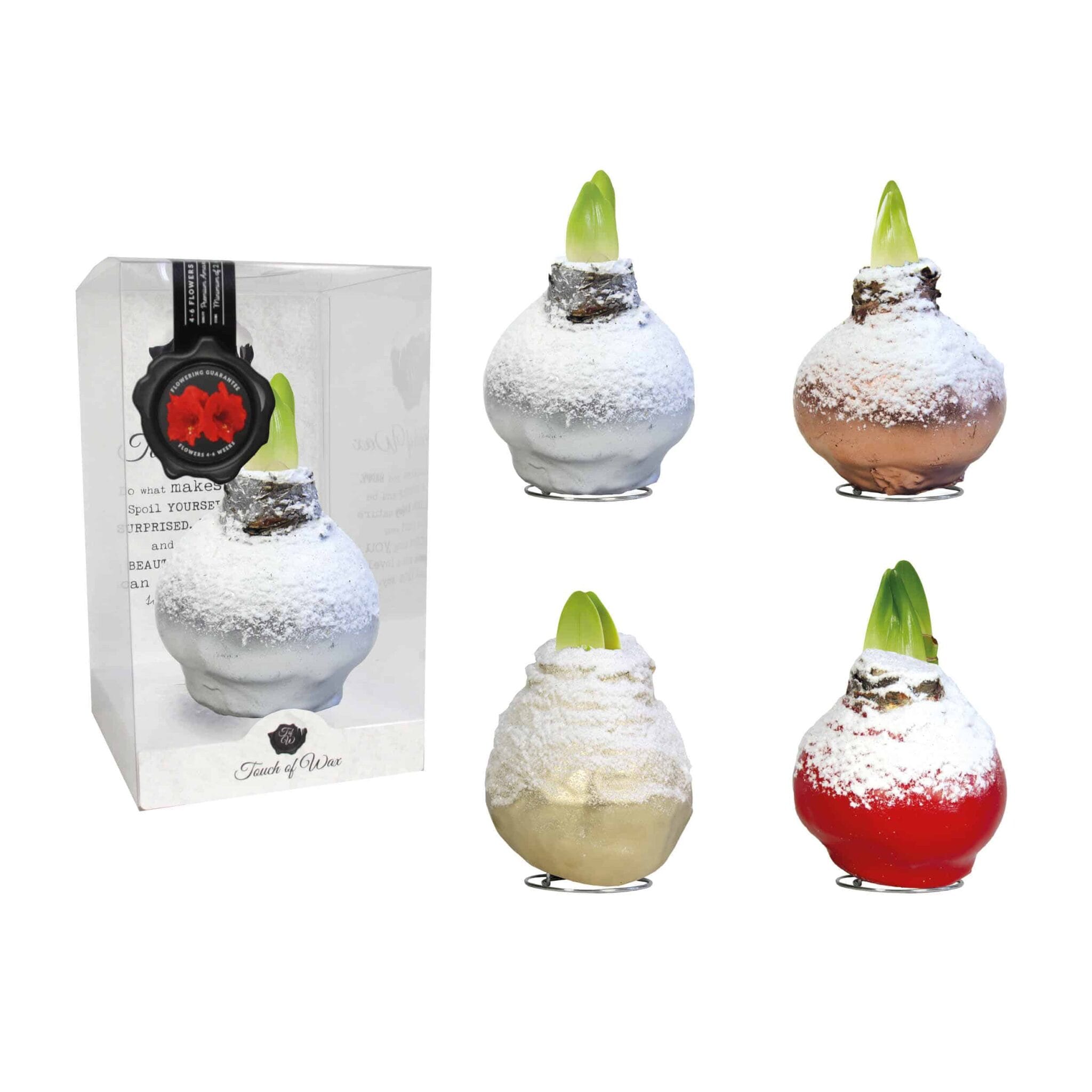 SN/01 mixed colours in PET gift box / red flower