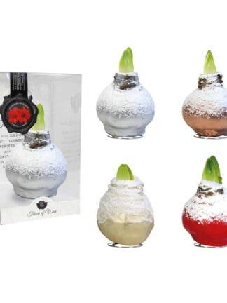 SN/01 mixed colours in PET gift box / red flower