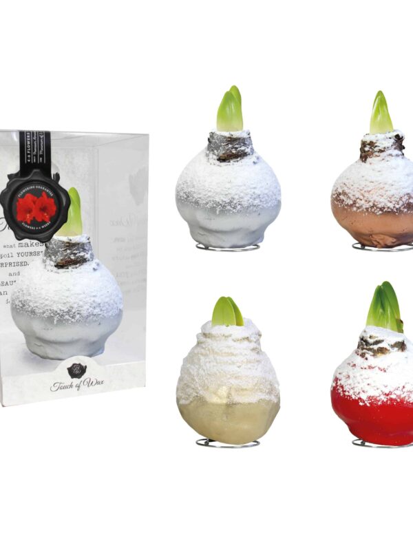 SN/01 mixed colours in PET gift box / red flower