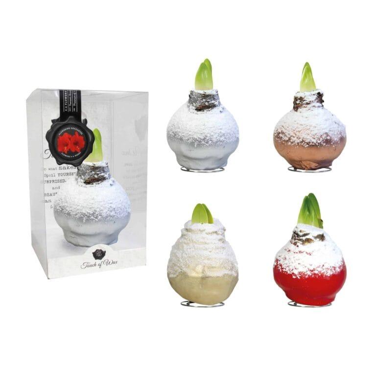 SN/01 mixed colours in PET gift box / red flower