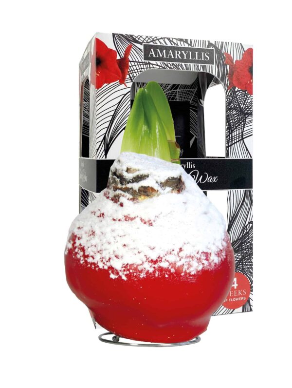 ToW Snow red