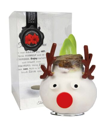 SE/04 in PET gift box / red flower