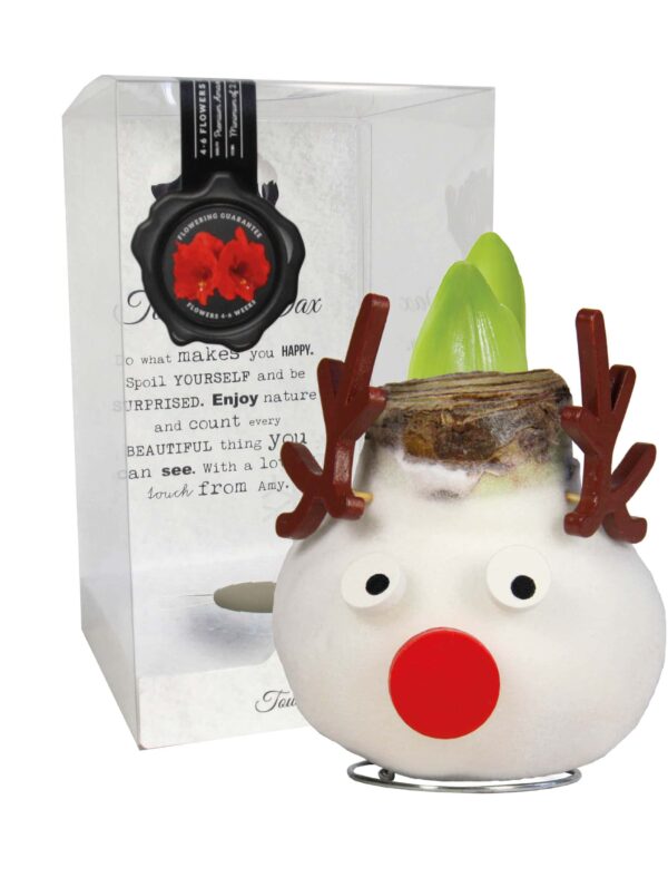 SE/04 in PET gift box / red flower