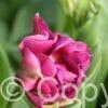 Tulipa Alison Bradley