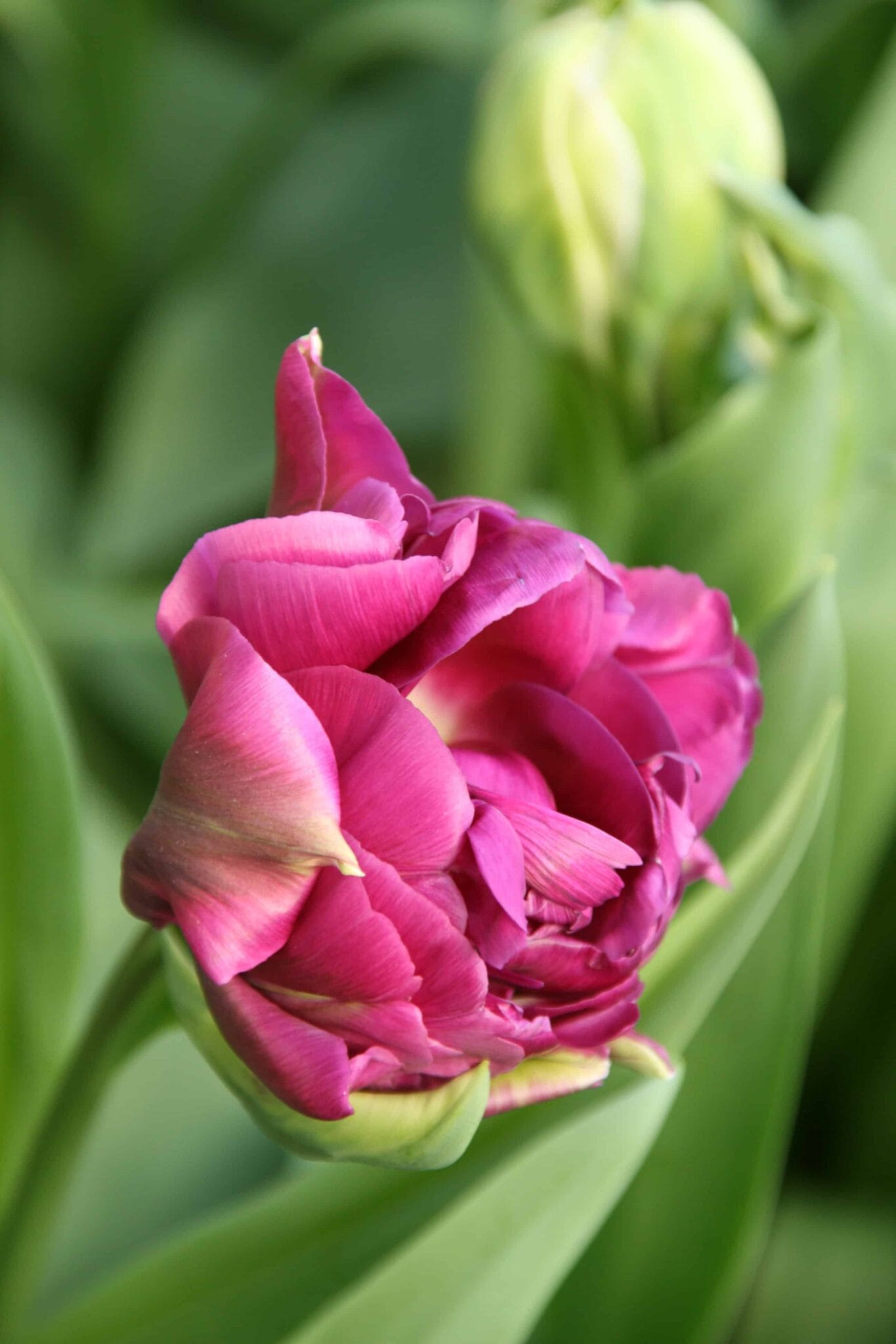 Tulipa Alison Bradley