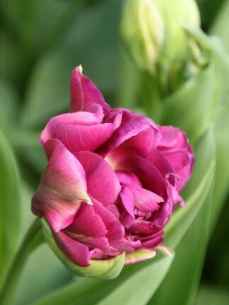Tulipa Alison Bradley