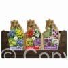 Display Happy bee & butterfly Mixed 48