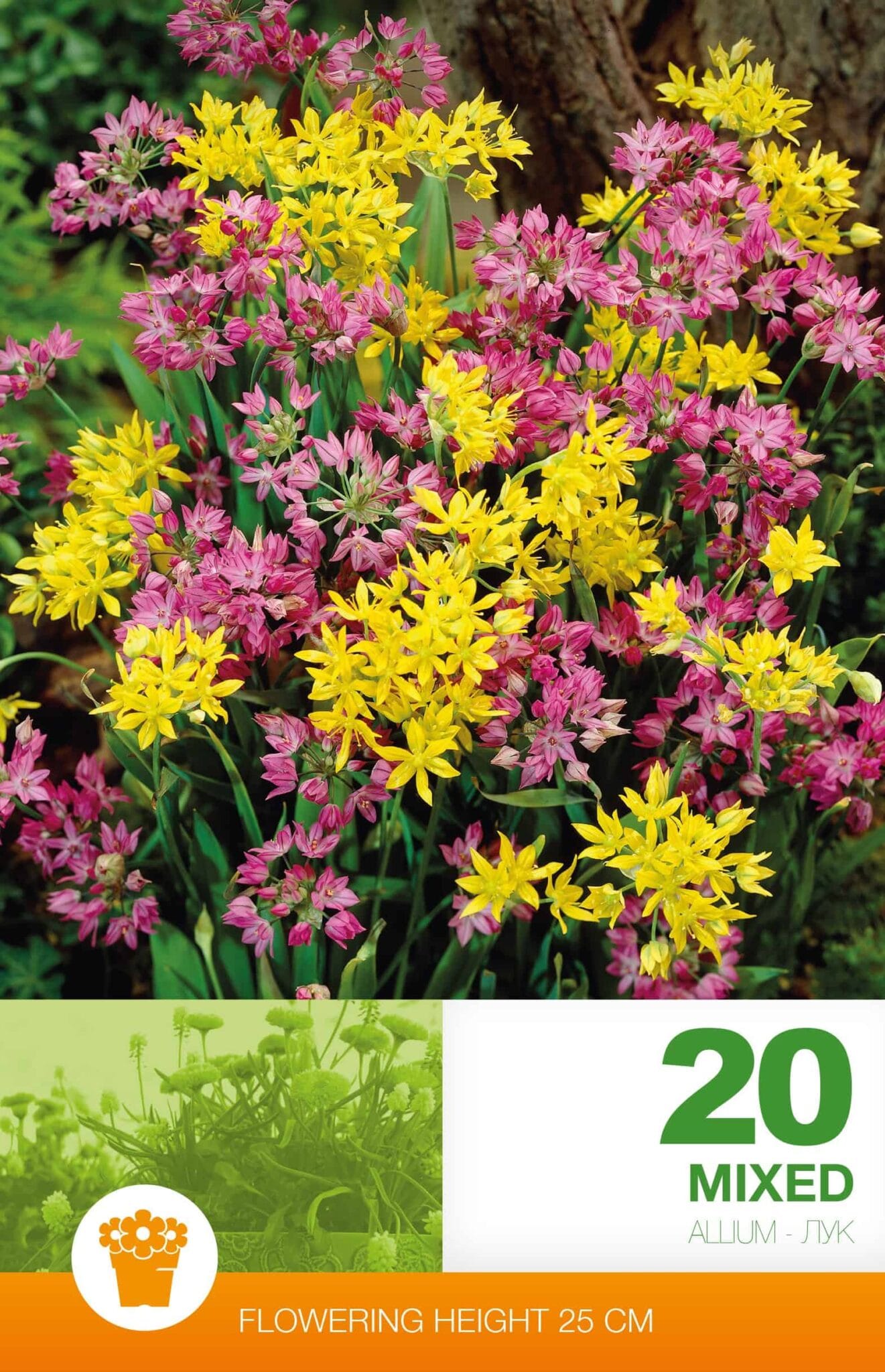 Allium Mixed