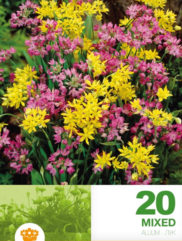 Allium Mixed