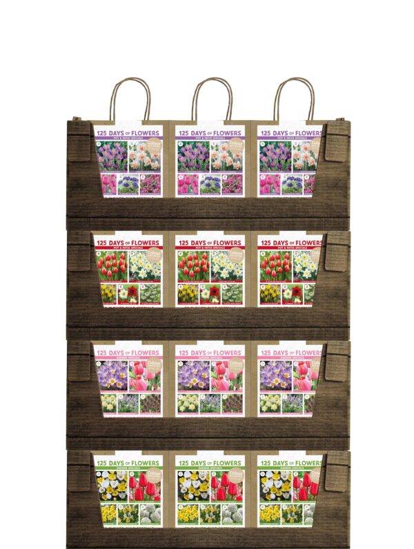 Display CyG 125 days Mixed