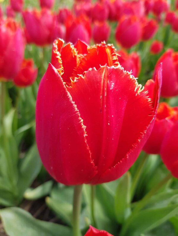 Tulipa I to Holland