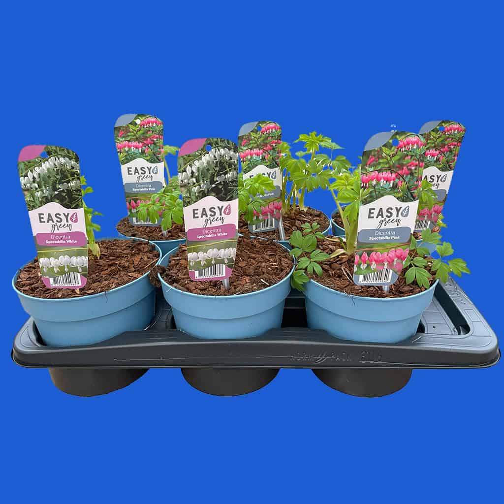 Kebol Shell Discover Easy Green: the new sustainable perennial range from Kébol ...