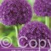 Allium Giganteum