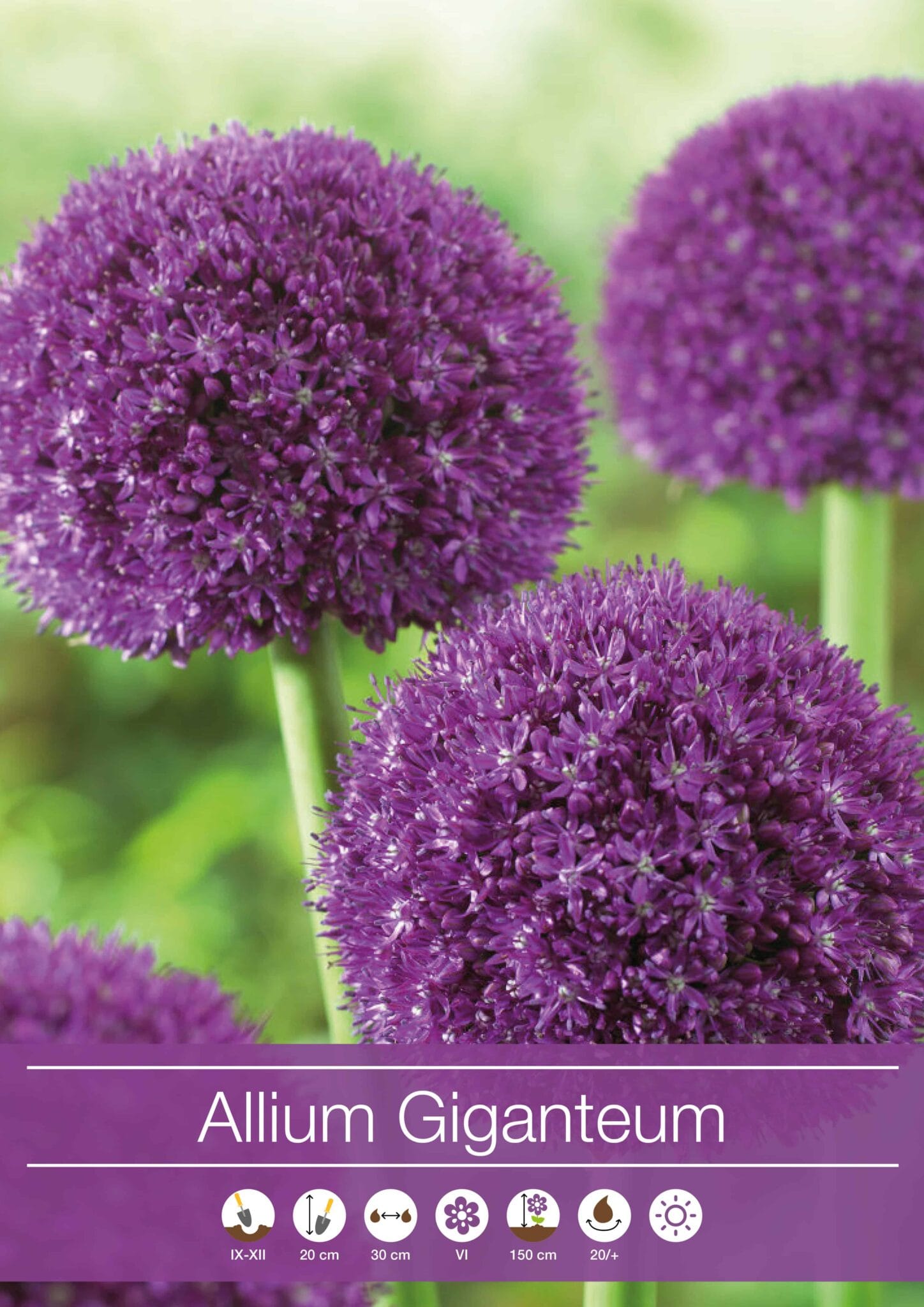 Allium Giganteum