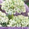 Allium Nigrum