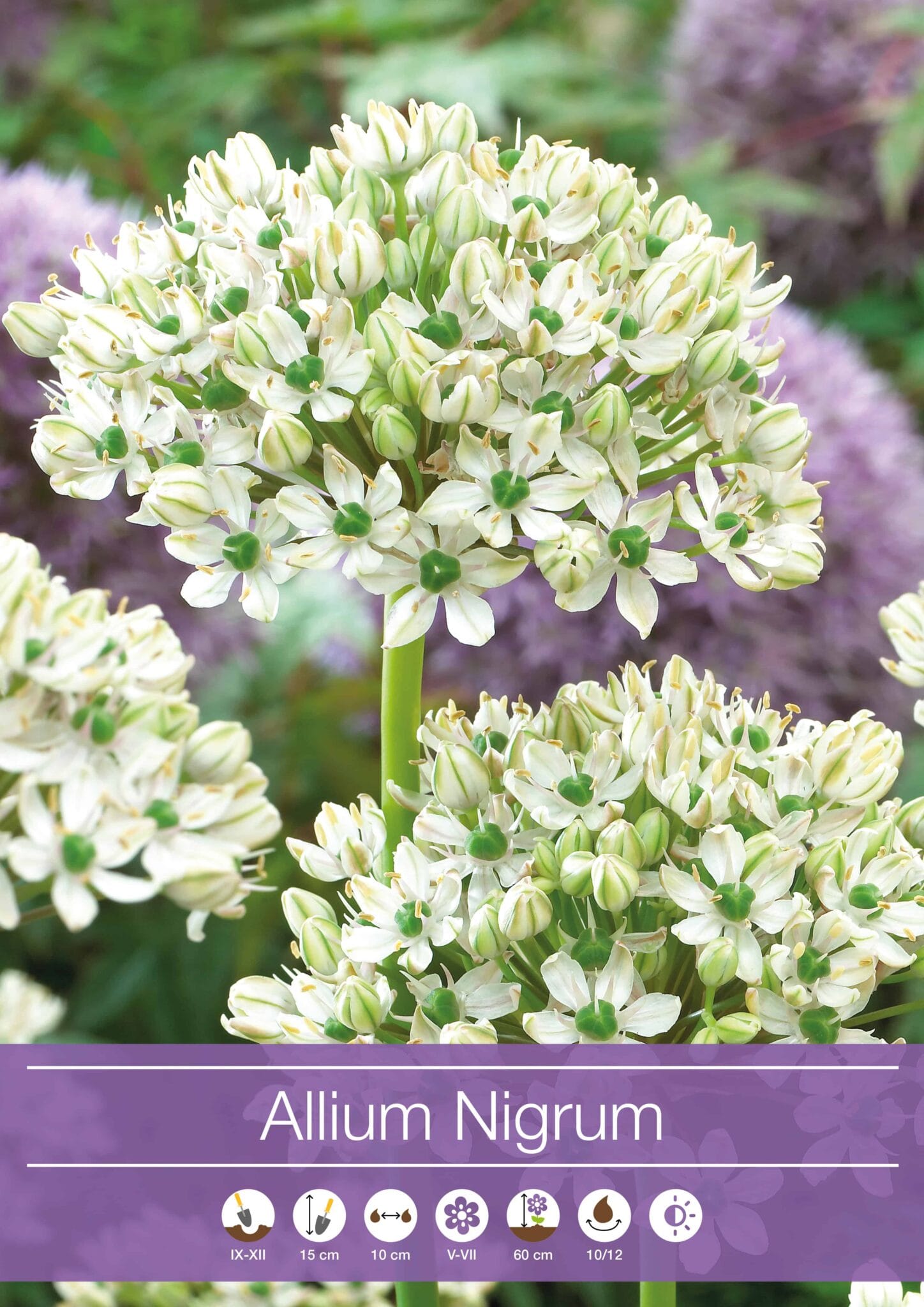 Allium Nigrum