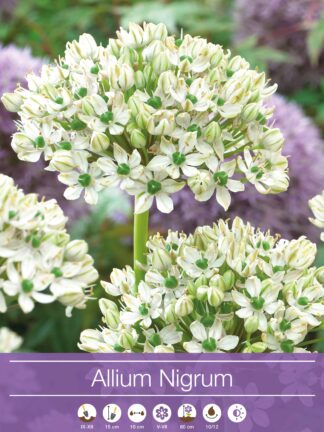 Allium Nigrum