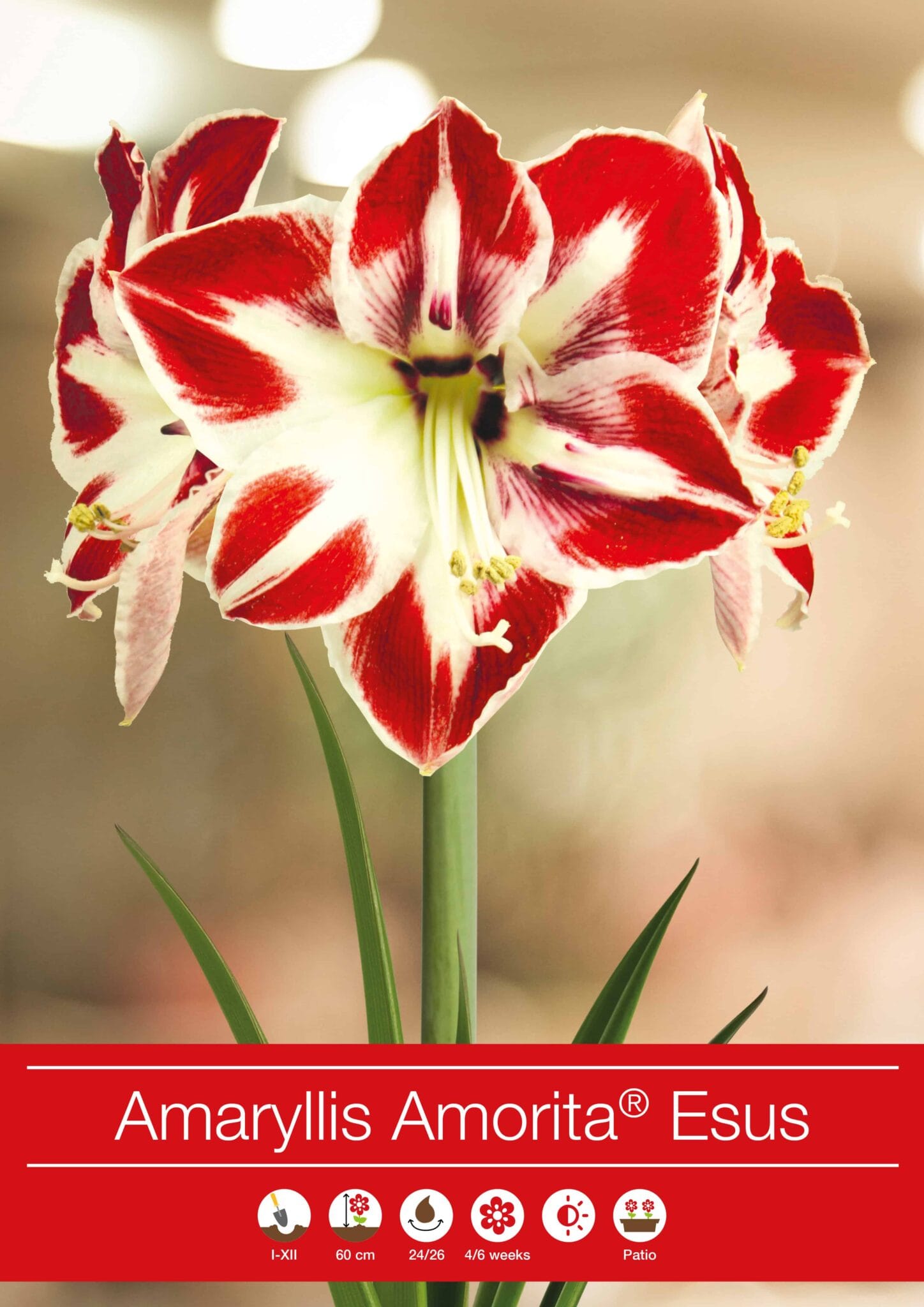 Amaryllis Amorita Esus