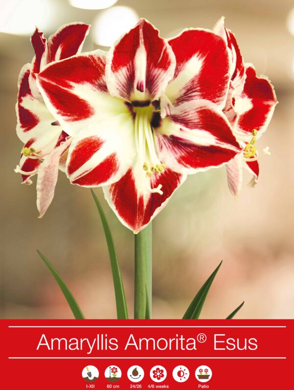 Amaryllis Amorita Esus