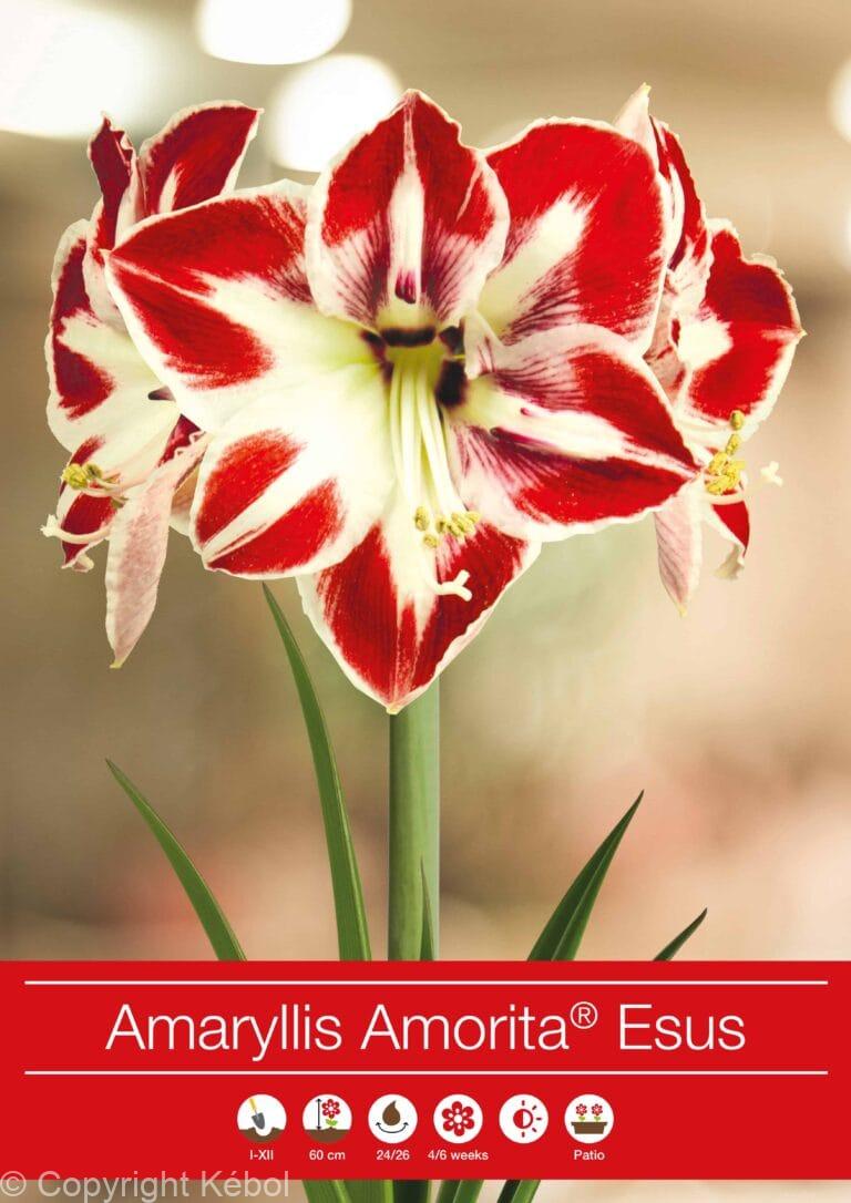 Amaryllis Amorita Esus