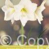 Amaryllis Christmas Gift