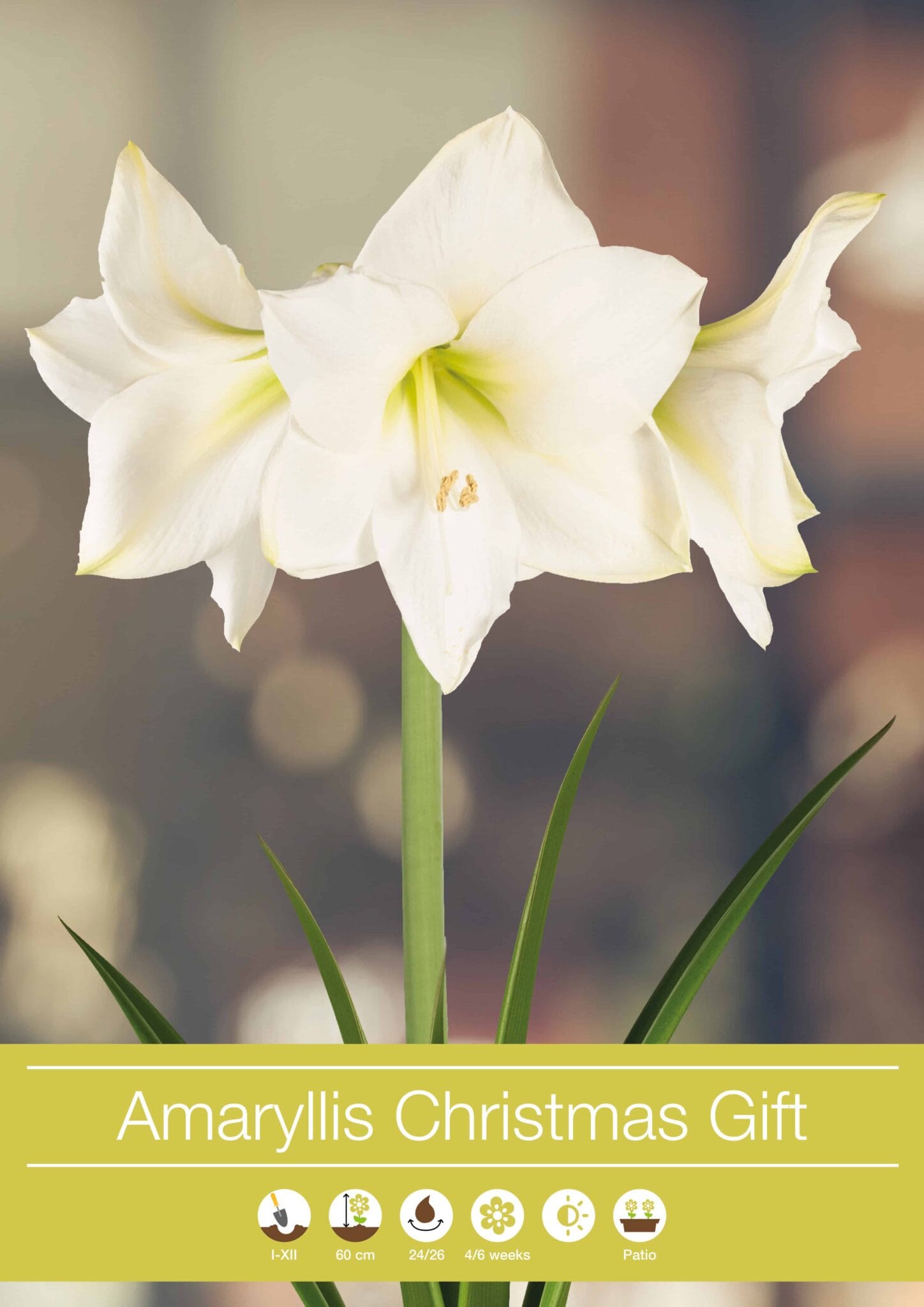 Amaryllis Christmas Gift