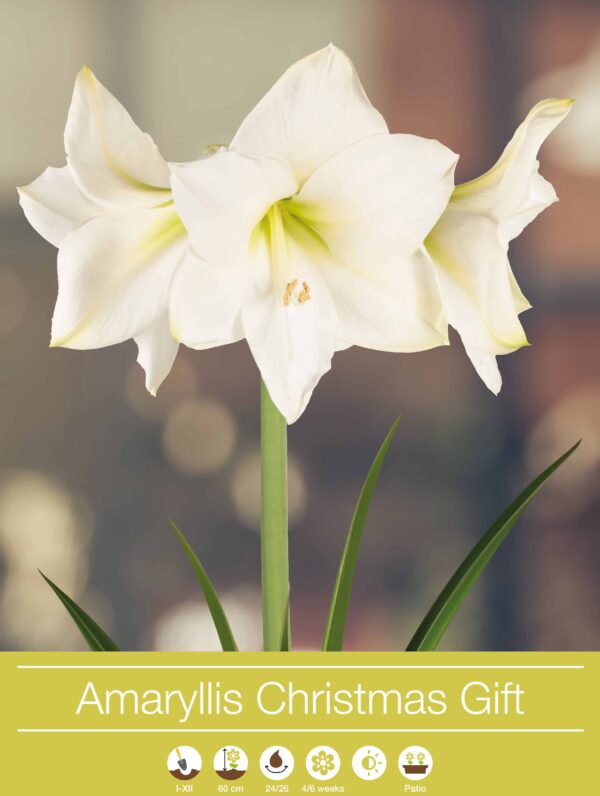 Amaryllis Christmas Gift